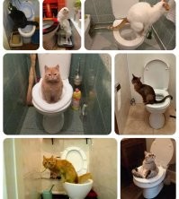 Приучи к унитазу.