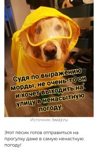 15 гениальных приспособлений для заботы о питомцах