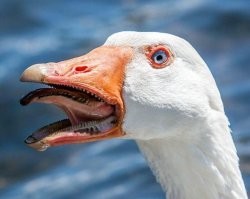 Скрины из соцсетей