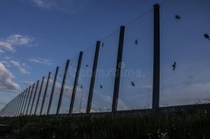 поэтому на стеклянные фасады часто трафареты чёрных птиц клеят, опять же, чтобы настоящие пернатые не врезались