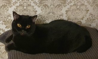 Самый опасный зверь сейчас дома!