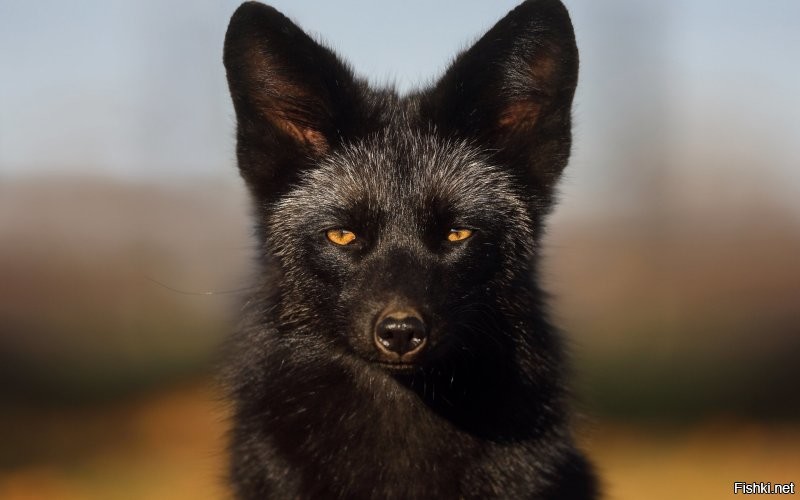 Солянка от 10.11.2022