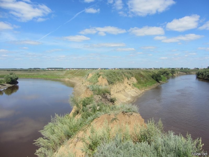 то же можно и о нашей Омке молвить.  Загибули такие, что русло с руслом встречаются на каждом шагу.
