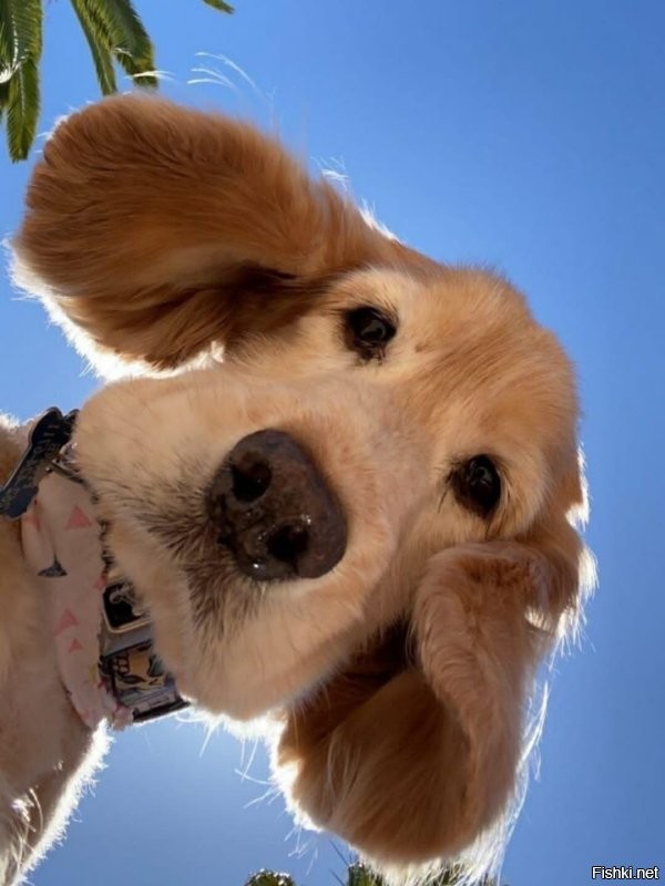 Солянка от 10.11.2022