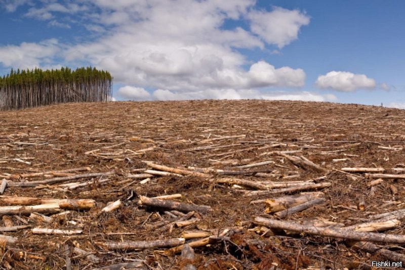 Солянка от 10.11.2022