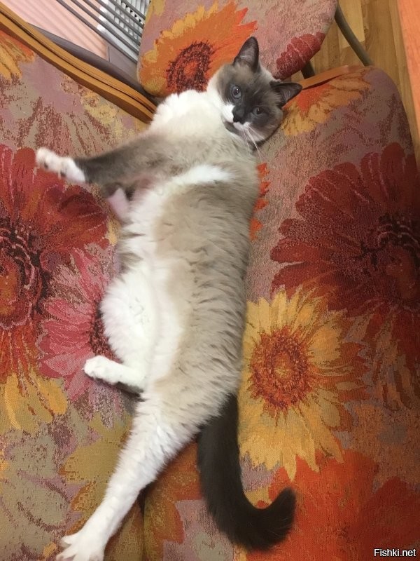 Солянка от 11.11.2022