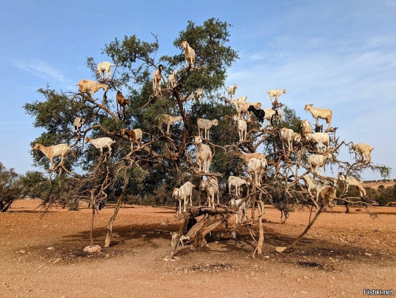 - Гадалка нагадала, что в следующей жизни я буду козлом