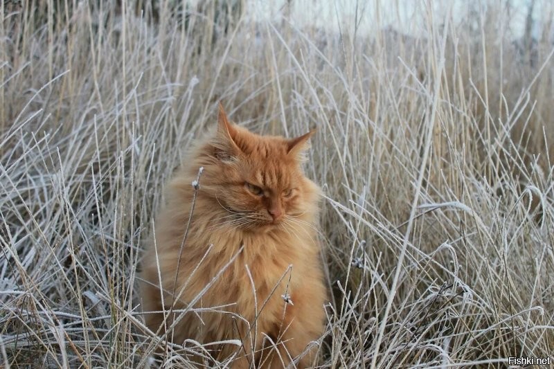 Солянка от 11.11.2022