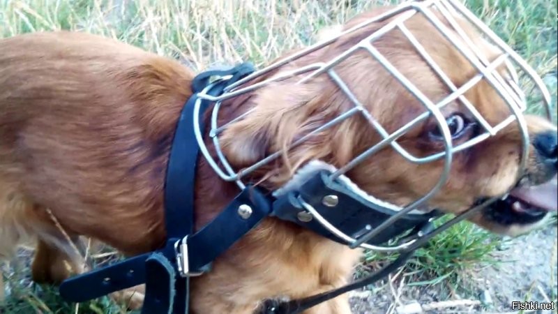 А почему без намордника?