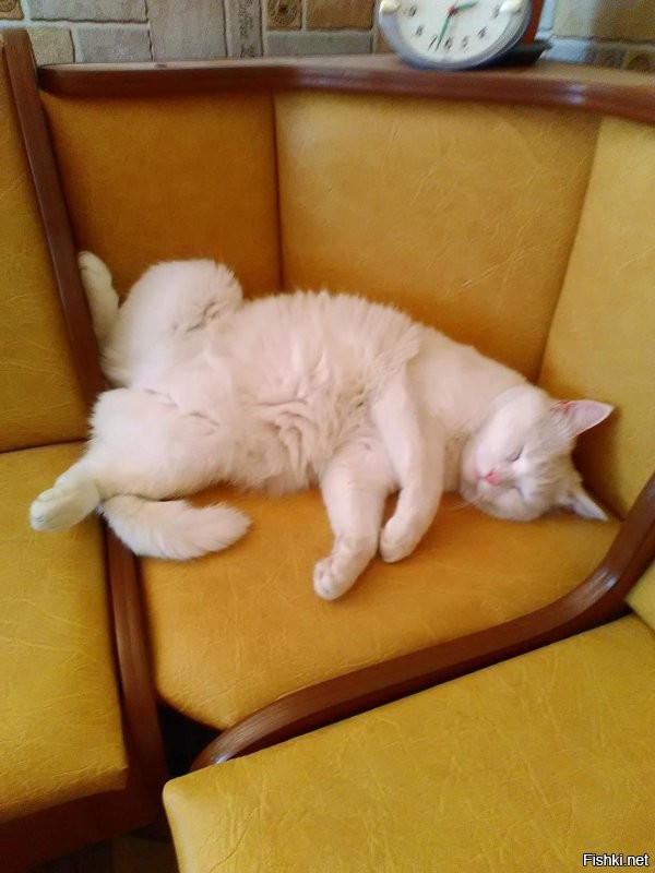 Солянка от 11.11.2022