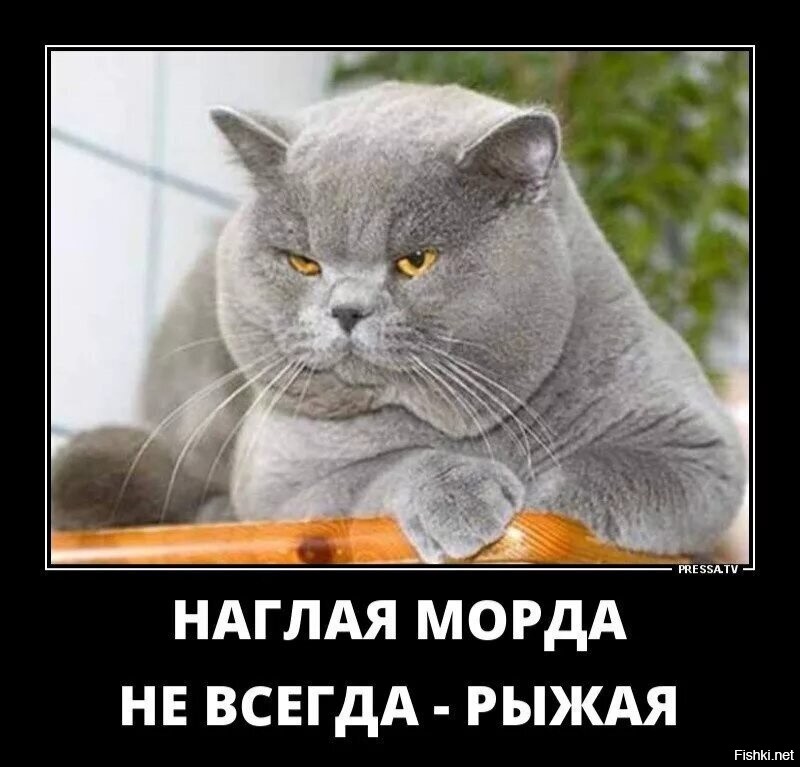 Солянка от 11.11.2022