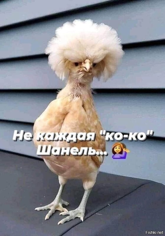 Солянка от 11.11.2022