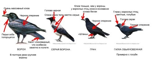 Он имел ввиду, что ворОны и вОроны разные птицы.