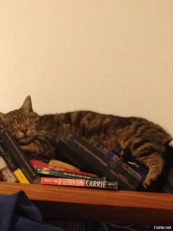 Кот захотел спать – кот будет спать