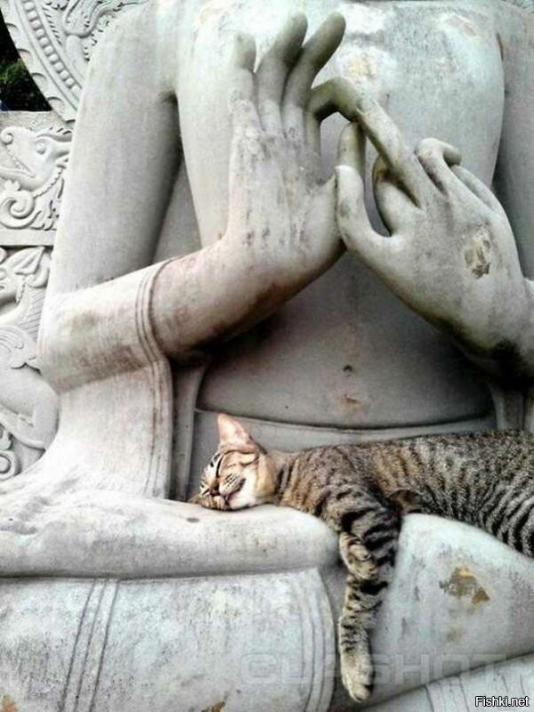 Кот захотел спать – кот будет спать