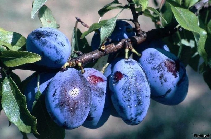 Если вы понимаете, о чём я...