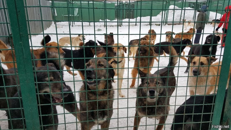 Кажется, это просто фото собак. Породистых. В российской действительности, по крайней мере, приютские собаки выглядят примерно так. В лучшем виде, в худшем смотреть страшно.