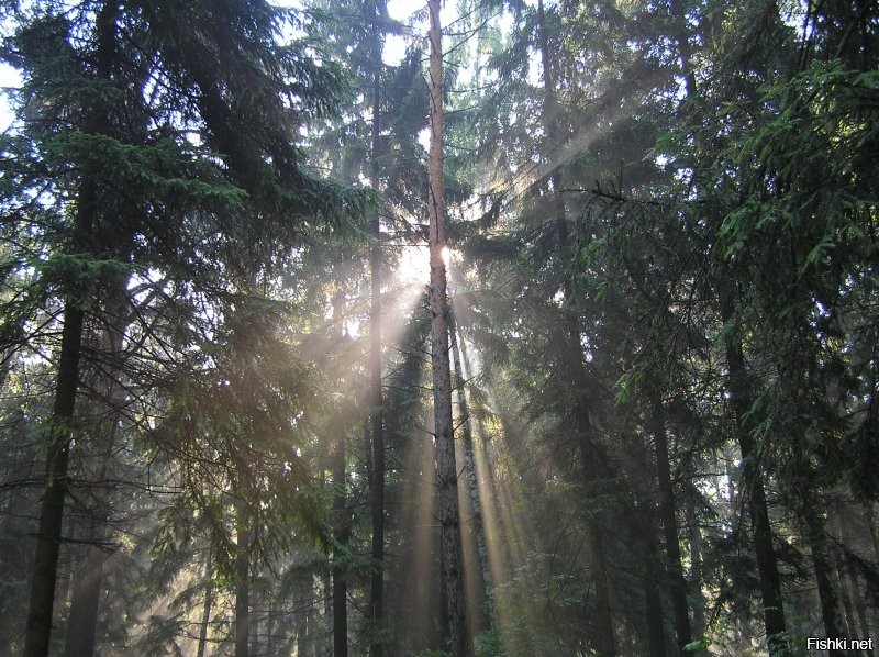 Солянка от 12.11.2022