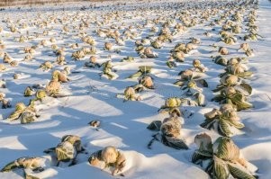 Квасить необязательно...