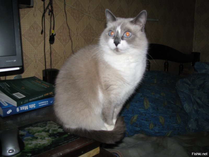 После моей кошки, этот дракончик такая лапочка.