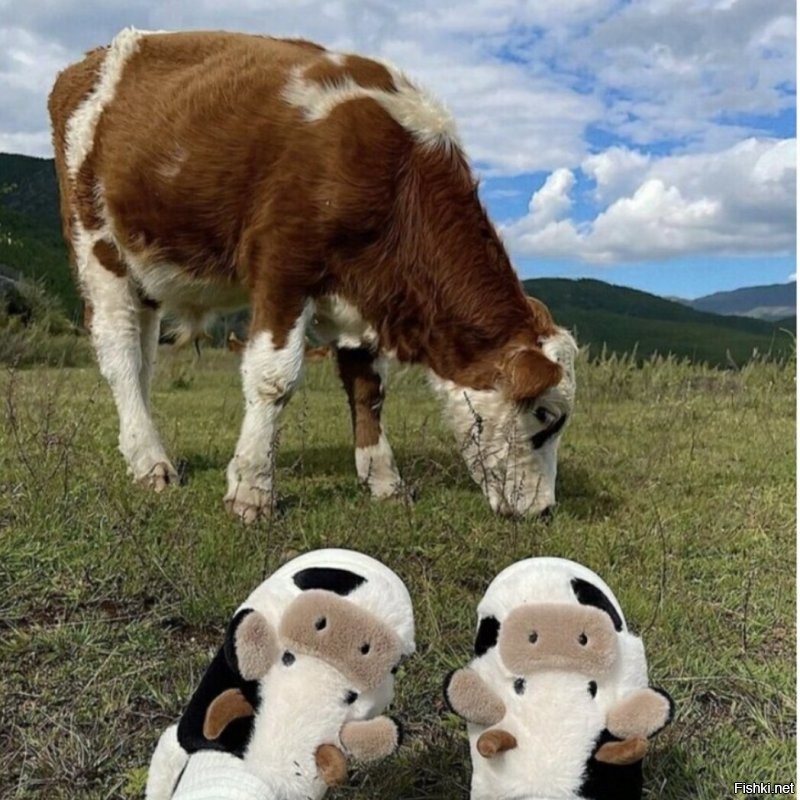 Солянка от 12.11.2022