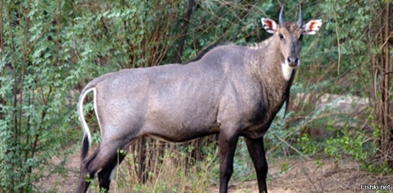 Нильгау или «синий бык»   эндемик Индийского субконтинента. Это единственный представитель рода Boselaphus. Вид был описан и получил свое биномиальное название от немецкого зоолога Питера Саймона Палласа в 1766 году. Жаргонное название «Nilgai» происходит от слияния слов из языка хинди: ноль («голубой») + гай («корова»).