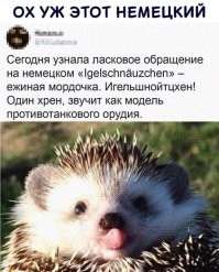 Йожика картинки. Выпуск 238