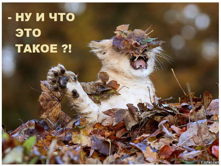 Солянка от 13.11.2022