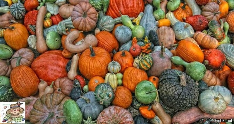 -Нередко тыкву используют в качестве мотоциклетного шлема. В Африке.
- Большую тыкву привязывали к чему-нибудь тяжелому и просверливали в ней маленькое отверстие. Внутрь насыпали вкусные семена. Жадные обезьяны запускали в отверстие лапку и зажимали горстку семян. Обратно, не разжав кулак выбраться невозможно. Но добычу выпустить жалко – так и становится обезьяна добычей сама.
-Родина тыквы - Мексика. Ее выращивают с 3 тысячелетия до нашей эры. Из вяленых длинных тонких полосок тыквы индейцы плели коврики.