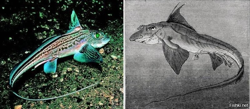 Морской заяц...