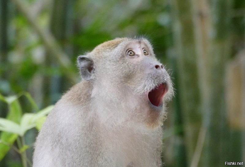 Солянка от 13.11.2022