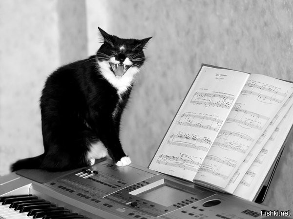 Солянка от 14.11.2022