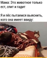 Йожика картинки. Выпуск 239