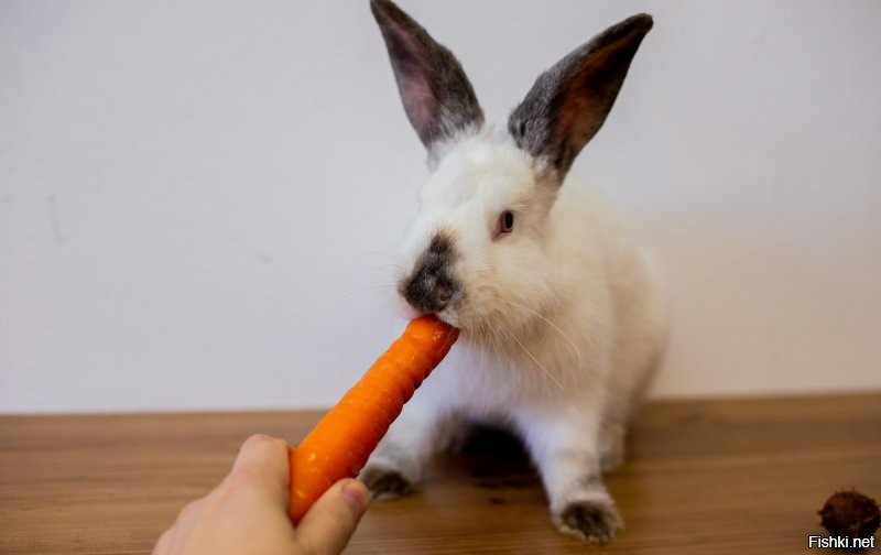 Солянка от 14.11.2022