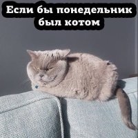Кот по кличке Понедельник⁠⁠
