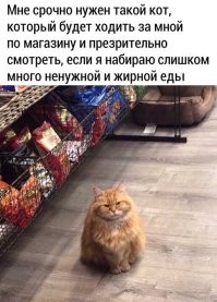 Кот по кличке Понедельник⁠⁠