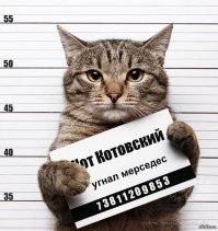 В Сочи хитрая кошка стащила упаковку корма из магазина