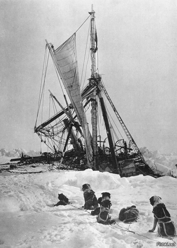 Освежевание пингвина