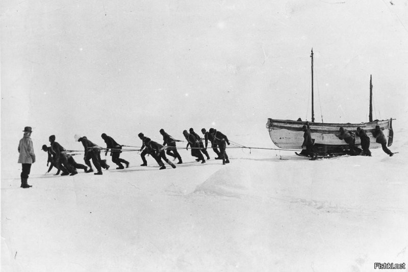 Освежевание пингвина