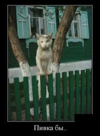 Кот по кличке Понедельник⁠⁠