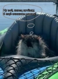 Кошка-путешественница колесит по городам вместе с хозяевами