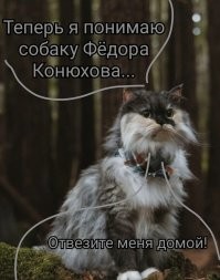 Кошка-путешественница колесит по городам вместе с хозяевами