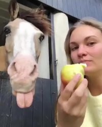 Лошадь с яблоком.