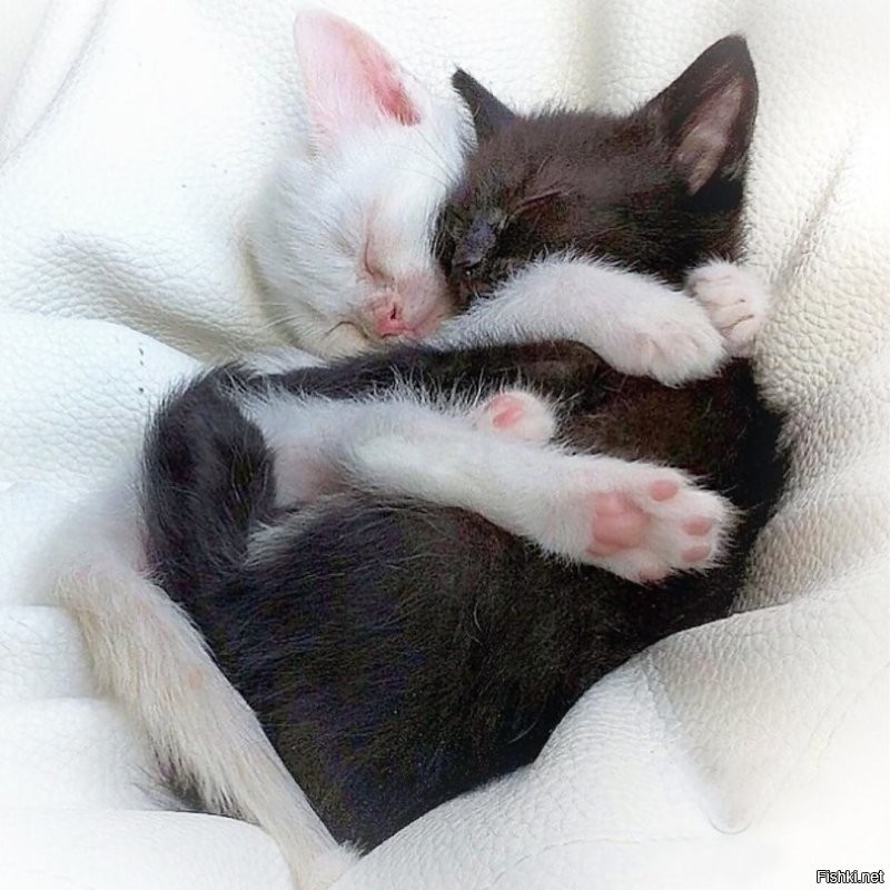 Солянка от 15.11.2022