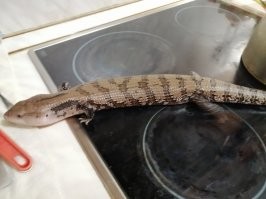 Забавно дело....Дело вот в чем. Стоит у меня дома террариум 100*50см. Большую часть времени стоит пустой, т.к. его обитатель (здоровый синеязыкий сцынк, 60см) став полноправным членом семьи - облюбовал кладовку и последние 3 года свободно перемещается где хочет по квартире, шуршит под шкафами, гоняет кошака и отжимает его еду... Гости приезжая естественно глядят в терр и вопрошают где же ящер? На что по получают наказ - глядеть под ноги! Ибо я хз где он гуляет, он сам приходит когда нужно чего. Но более всего удивительно то что имя его Афанасий! Генрих, ты че пёс, ох&ел мою атмосферу в мем сливать?

Мой Феня