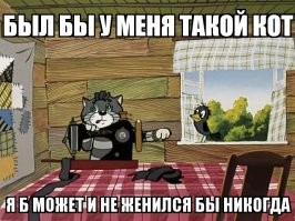 Кот похитил пакет корма из магазина