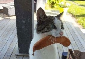 Коты тоже могут хозяев подкармливать)