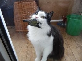 Коты тоже могут хозяев подкармливать)