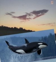 Йожика картинки. Выпуск 240