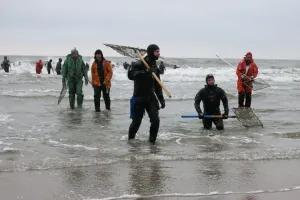 Тогда был размыт большой пласт и реально куски большие вымывало волнами. Видела полную большую хрустальную вазу у подруги. Это отец её в молодые года мнасобирал и то брал самые интресные на его взгляд. Несколько лет назад было после шторма нечто похожее, но в меньших масштабах. А так почти вмегда после хорошего шторма можно жменьку мелких крупочек насобирать. И до недавнего времени были вот такие ловцы. По их словам в удачные дни можно было за пару часов наловить янтаря на 150-200 тысяч. Сейчас это незаконно и их гоняют очень агрессивно.
